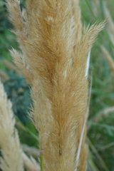 Calamagrostis