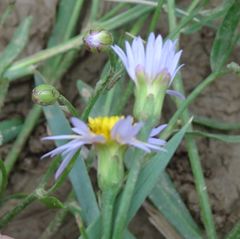 Tripolium pannonicum