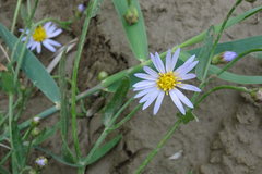 Tripolium pannonicum