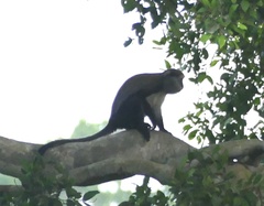 Cercopithecus lowei