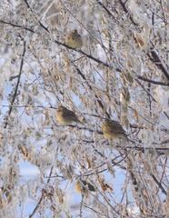 Emberiza citrinella × leucocephalos