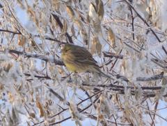 Emberiza citrinella × leucocephalos