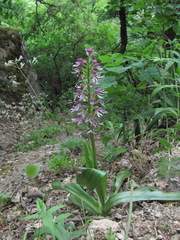 Orchis × hybrida