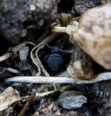 Sminthurinus atrapallidus