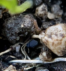 Sminthurinus atrapallidus