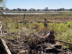 Macropus fuliginosus