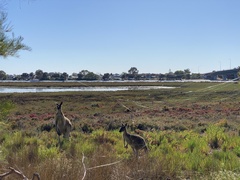Macropus fuliginosus