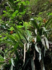 Quesnelia liboniana
