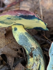 Butyriboletus roseopurpureus