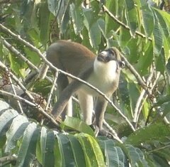Cercopithecus petaurista