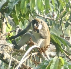 Cercopithecus petaurista