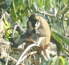 Cercopithecus petaurista