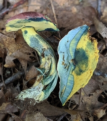 Butyriboletus roseopurpureus