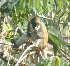 Cercopithecus petaurista