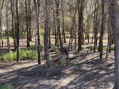 Macropus fuliginosus