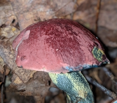 Butyriboletus roseopurpureus