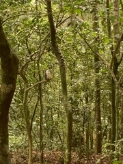 Buteogallus lacernulatus