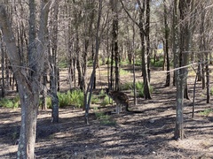 Macropus fuliginosus