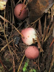 Lycoperdon fuligineum