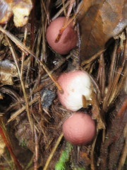 Lycoperdon fuligineum