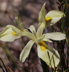 Moraea angusta