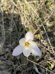 Crocus laevigatus
