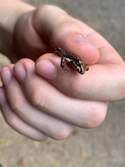 Thoropa miliaris