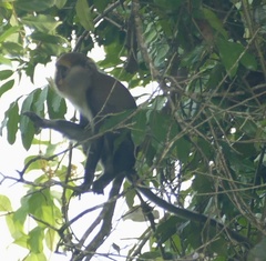 Cercopithecus lowei
