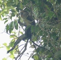 Cercopithecus lowei