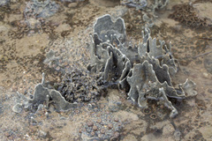 Lamellodysidea herbacea