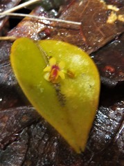 Lepanthes appendiculata