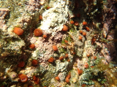 Corynactis australis