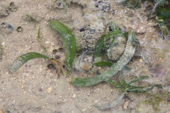 Thalassia hemprichii