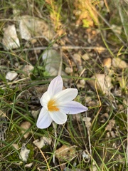Crocus laevigatus