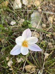 Crocus laevigatus