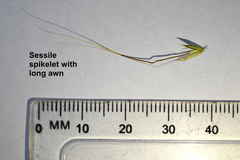 Diheteropogon amplectens