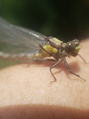 Octogomphus specularis