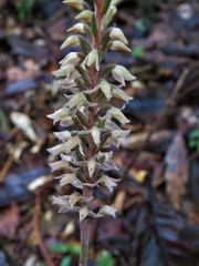 Beloglottis costaricensis