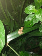 Hyperolius lateralis