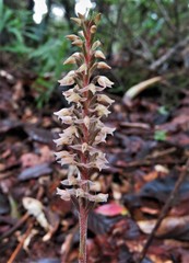 Beloglottis costaricensis