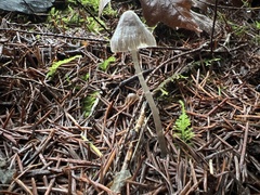 Mycena robusta