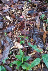 Beloglottis costaricensis