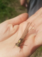 Octogomphus specularis