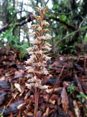 Beloglottis costaricensis