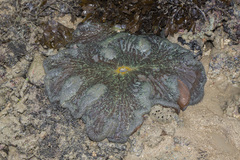 Stichodactyla
