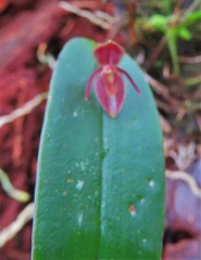 Pleurothallis matudana