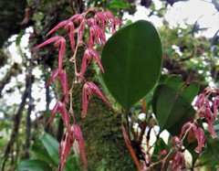 Stelis megachlamys