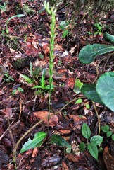 Prescottia stachyodes