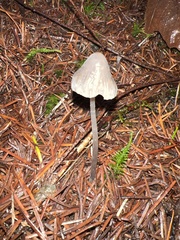 Mycena robusta