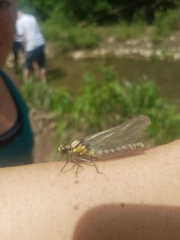 Octogomphus specularis